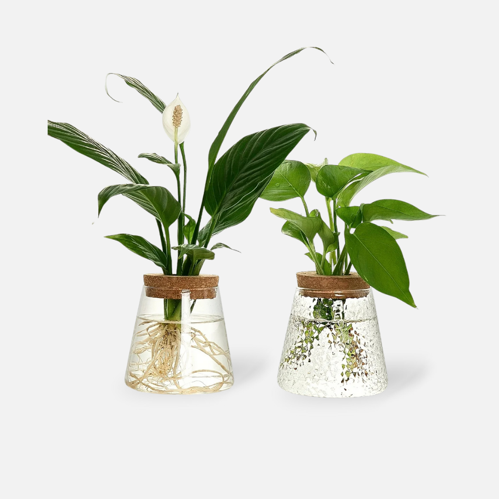 Clarva Clear Glass Vase with Wood Base – Minimalist Home Décor